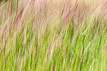 Tall grass blowing in the breeze along Grays River, South-Western Washington.