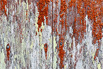 Colorful moss growing on the siding of a weathered cabin on the beach.  Bandon, OR.