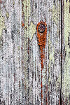 A rusty nail head and colorful moss  growing on the siding of a weathered cabin on the beach.  Bandon, OR.