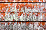 Colorful moss growing on the siding of a weathered cabin on the beach.  Bandon, OR.