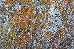 Orange and yellow lichen on granite.  Alabama Hills, CA.