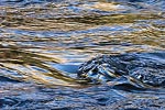 Colorful reflections in the Merced River.  Yosemite National Park, Ca.