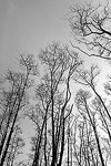 Trees, Olympic National Park, WA.