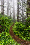 A forest trail wandering off into the fog on the Oregon coast.