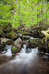 A small creek in the forest near Lake Wenatchee in the Cascade Mountains of Washington.