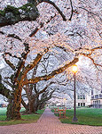 Cherry blossoms at their peak on a spring morning in the Quad at the University of Washington.