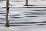 Aspen shadows in fresh powder.  Steamboat, CO.