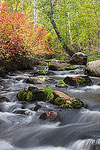 Fall colors along Mill Creek in Lundy Canyon in the Eastern Sierra Mountains of California.