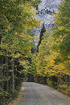 Fall colors in Lee Vining Canyon, CA.