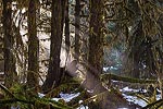 Sun rays filter through the trees in the Hoh Rainforest, Olympic National Park, WA.