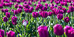 A single white tulip in a field of purple.  Skagit Valley, WA.