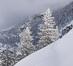 Trees lit up by the sun shining through a break in the clouds after a storm in Steamboat, CO.