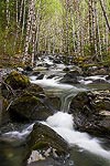 Taylor River and alder trees.  Cascade Mountains, WA.