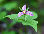 Purple Trillium along Ingalls Creek in the Cascade Mountains of Washington.