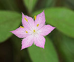 Wild flower in Olympic National Park, WA.