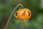 A Tiger Lily outside Leavenworth, WA.