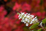 White flowers against Fall color in the Seattle Arboretum.