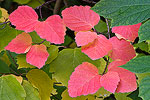 Fall color in the Seattle Arboretum.