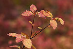 Fall color in the Eastern Sierras.  Lee Vining Canyon, CA.