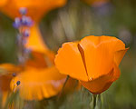 California Poppy in Short Canyon outside Ridgecrest, CA.