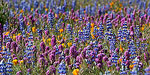 California Poppies, Lupine, and Purple Owl's Clover cover a field in the coastal mountains of Central California at the peak of wildflower season.