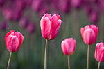 Tulips at dusk.  Skagit Valley, WA.