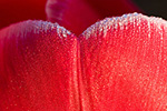 Red and white tulip petal with early morning dew drops.  Skagit Valley, WA.