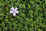 White flower in a field of green.