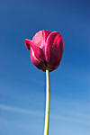 The view of a tulip from the ground.  Skagit Valley, WA.