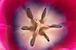 Inside of a tulip.  Skagit Valley, WA.