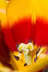 Inside of a red and yellow tulip.  Skagit Valley, WA.