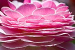 Pink and white Ranunculus at the the flower fields in Carlsbad, CA.