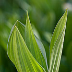 Corn Lily along the North Fork of Big Pine Creek.  Big Pine, CA.