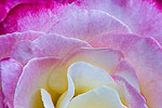 Pink and white rose petals.