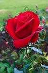 Red rose in the rose garden at Mission Santa Barbara, CA.