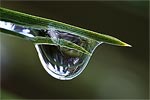 Partially frozen water drop suspended between two pine needles.  Yosemite National Park, CA.