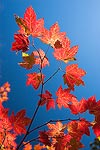 Red maple leaves against a deep blue sky.  Alpine Lakes Wilderness, WA.