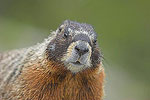 Marmot in Yellowstone National Park, WY.