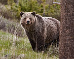 Grizzly bear in Yellowstone National Park, WY.