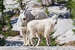 Mountain goats.  Alpine Lakes Wilderness, WA.