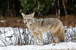 Coyote in Yosemite National Park, CA.