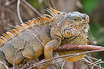 An iguana resting on a tree branch.  Cozumel, Mexico.