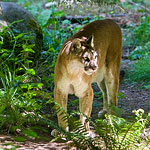 Cougar at Northwest Trek in Washington.