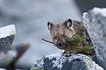 A Pika gathers material for his nest.  Alpine Lakes Wilderness, WA.